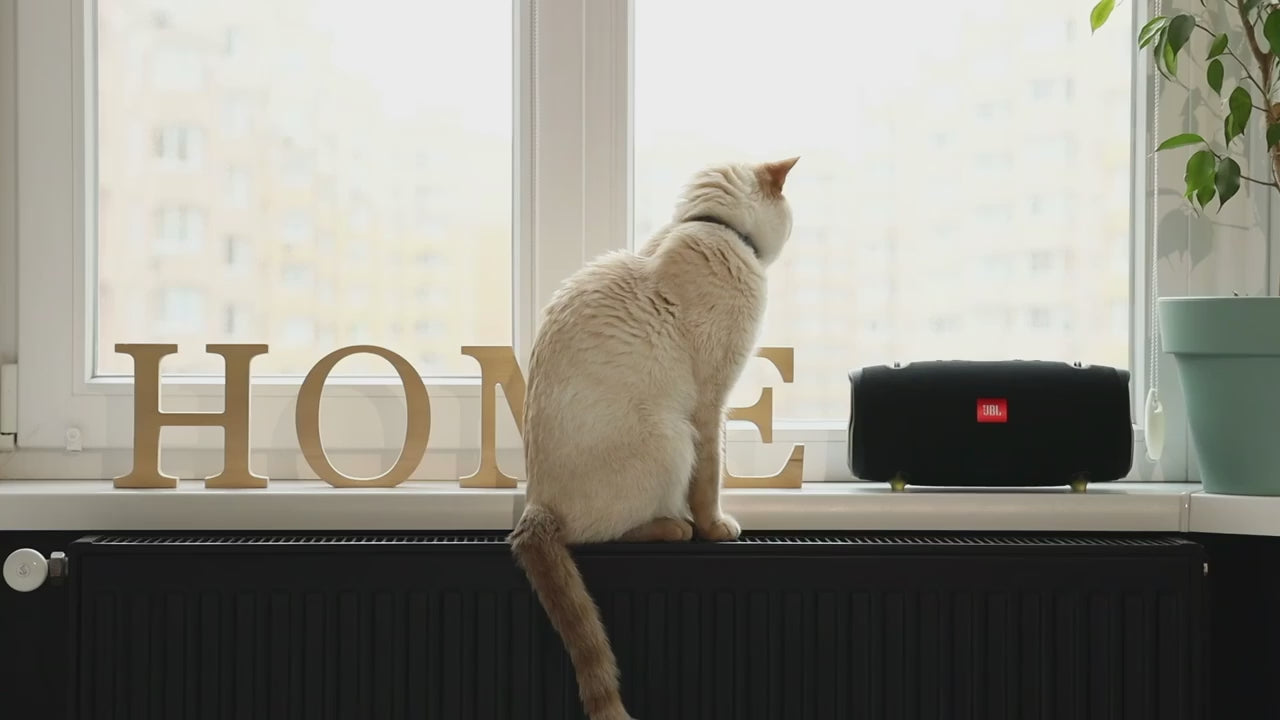 Load video: Cat Video